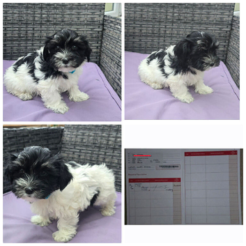 Puppies looking for loving owners!