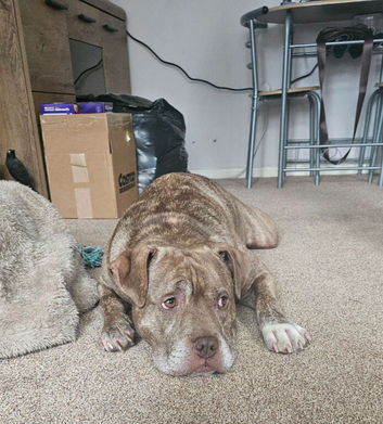 Urgent home needed