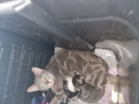 READY TO GO kittens