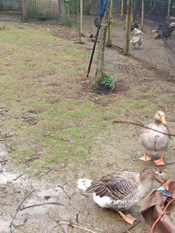 Geese hatching egg