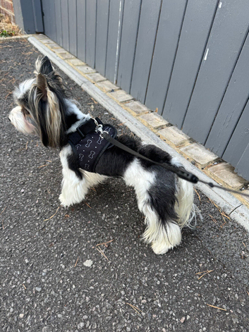Ultra mini stunning Biewer terrier  proven boy 1.5