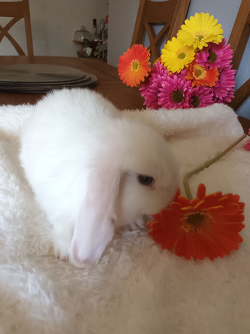 Beautiful mini lops