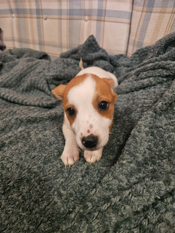 2 Jack Russell puppies