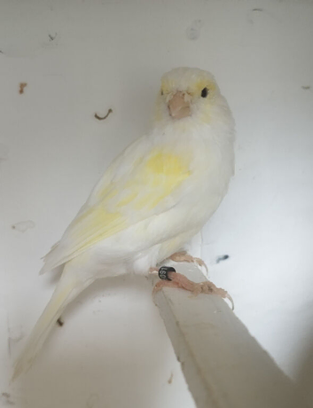 1 pair of yellow dimorphic canaries