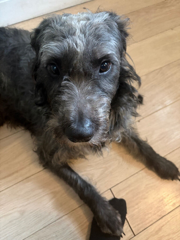 Doodle rehome to experienced owners