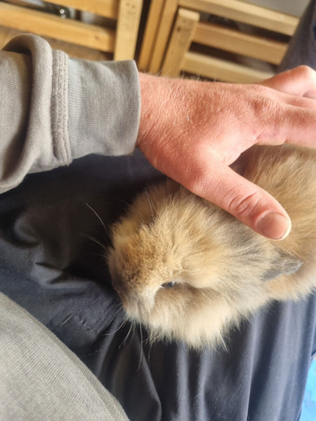 5 baby lionhead rabbits for sale