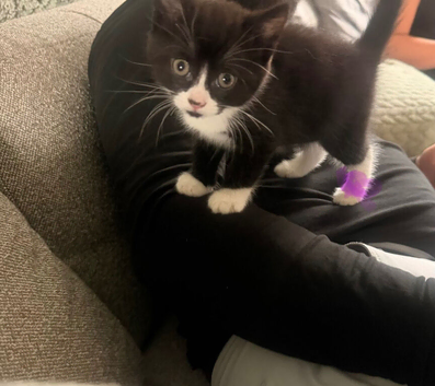 1 adorable baby girl kitten