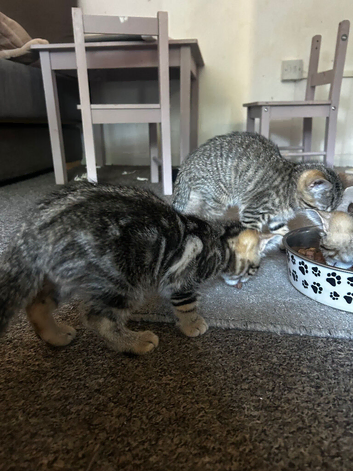 3x Tabby kittens available.