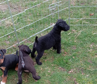 Patterdale x jack Russell pups