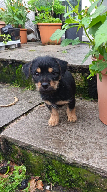 Last little Chorkie boy , waiting for his forever home