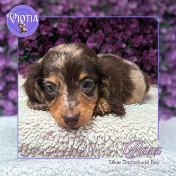 Beautiful Silkie Dachshund Puppies &bull; Rex, Buzz & Slinky
