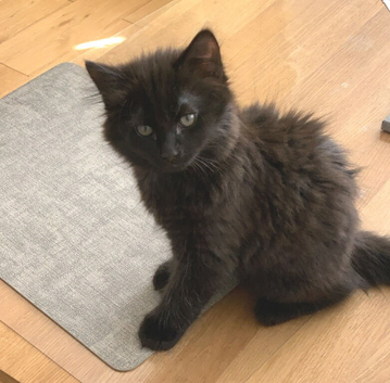 Super Black Fluffy Kitten Boy - 11 Weeks Ready Now for His Forever Home