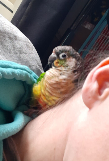 Tame Yellow side green cheek