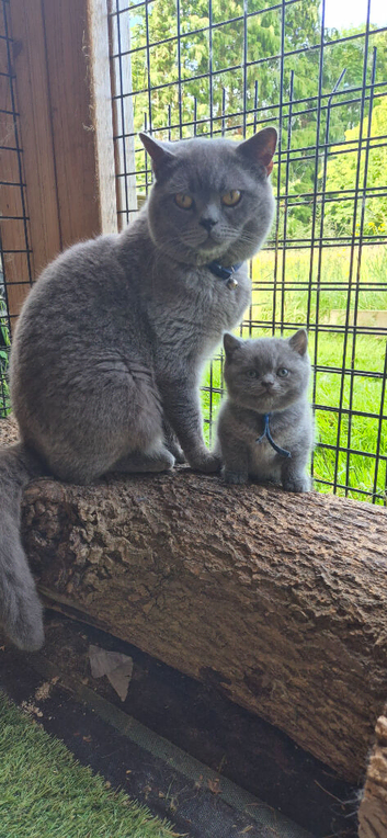 Purebreed British Shorthair kittens