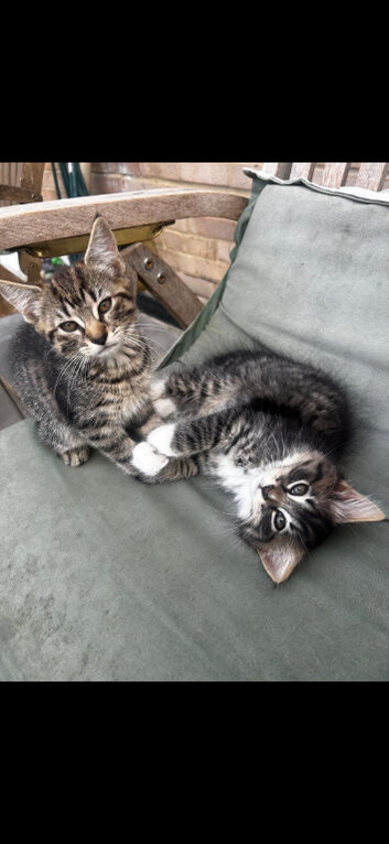 Kittens for sale, ready on the 22nd September