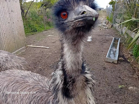 Male emu and females available