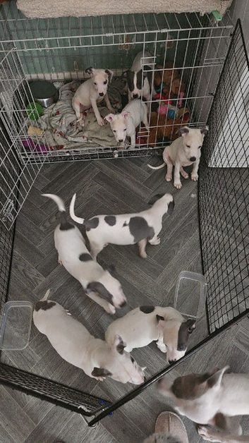 Whippet/blue staffy puppies