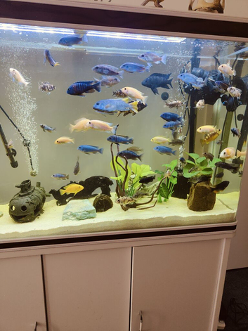 Malawi cichlids