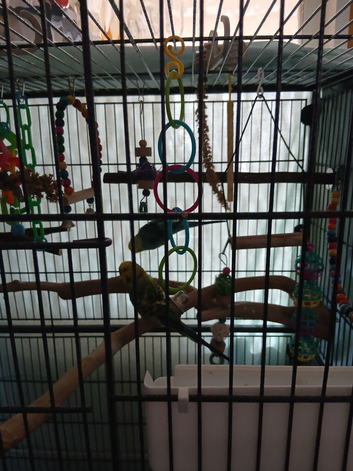 Two male budgies