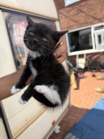 Kittens ready to go