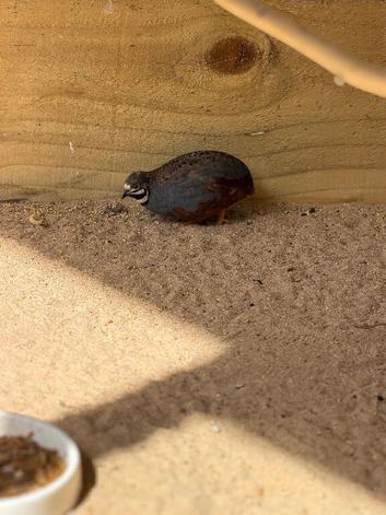 Chinese Painted Quail Cock Bird