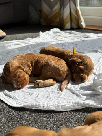 Beautiful cocker spaniels