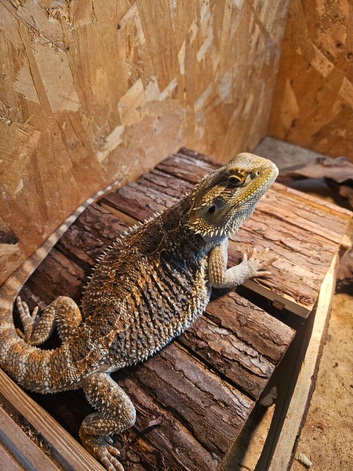 Bearded Dragon and full set up