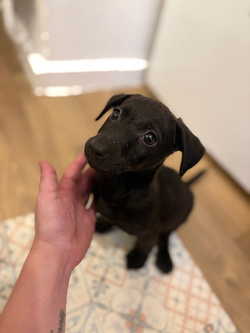 Patterjack boy!!!!