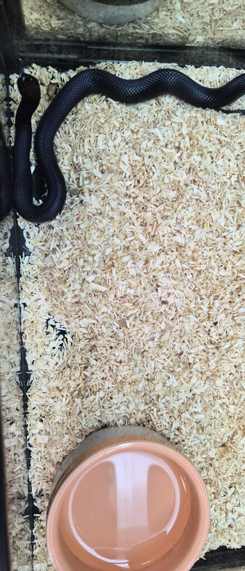 Mexican black kingsnake for sale