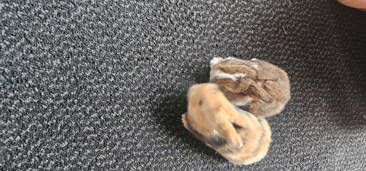 Baby rabbits