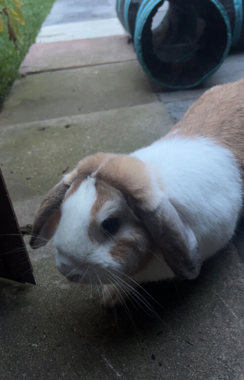 Milo
