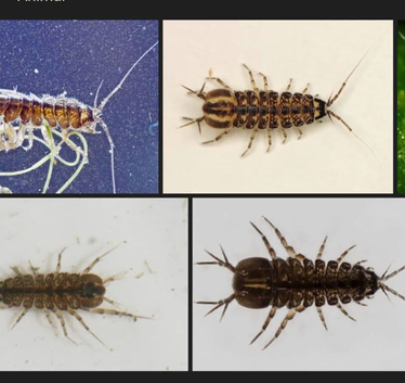 Water louse