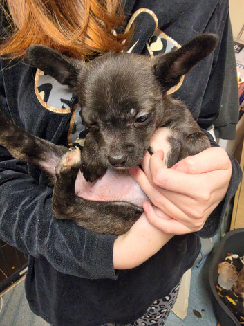 Mixed breed puppies