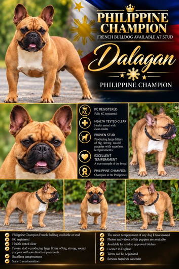 PHILIPPINE CHAMPION FRENCH BULLDOG AVAILABLE AT STUD