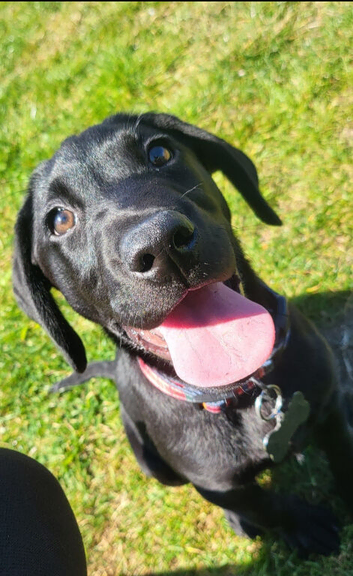 Labrador full breed