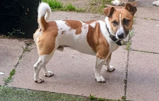 Male Jack Russell for sale
