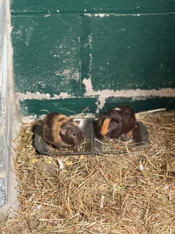 2 guinea pig boers