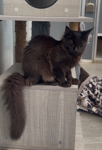 Title Beautiful maine coon girl in need new home