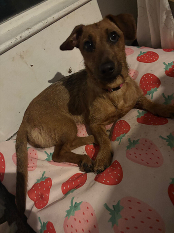 Dachshund x Lakeland terrier