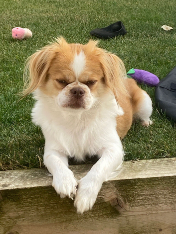 Japanese Chin Cross with a Shituz Male 13 Months Old
