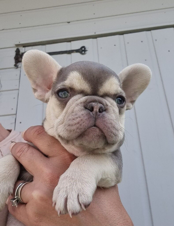 Health test clear french bulldog puppy