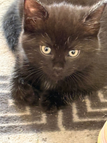 Fluffy female kitten 9 weeks old