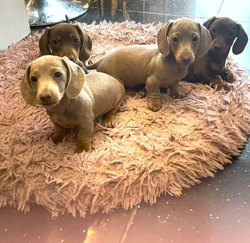 Miniature Dachshund Isabella and tan