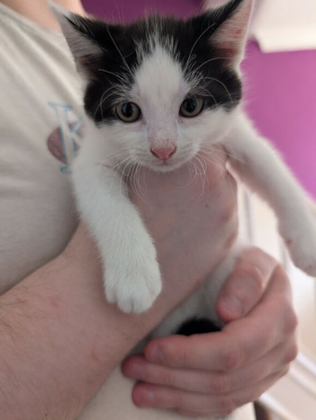 Kittens