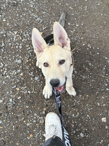 1 yr old German Shepard