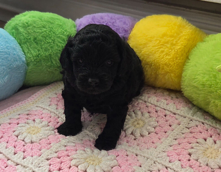 Unique bundle joy cavapoo