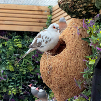 Diamond Dove x 2