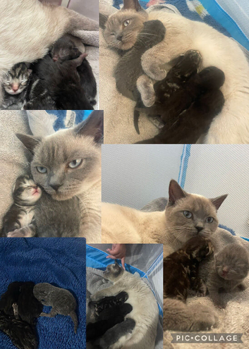 4 kittens