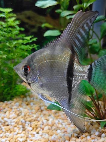 Beautiful Silver Adult Male Angelfish