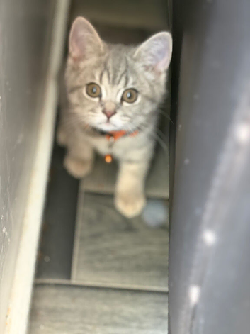 Beautiful Scottish straight  kittens blue and lilac ready to leave now